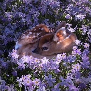 Meet your Posher, Idream